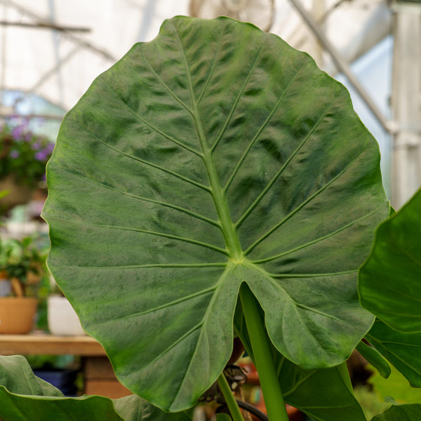 Elephant Ear