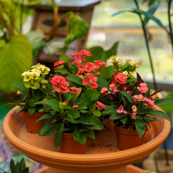 Assorted Crown of Thorns