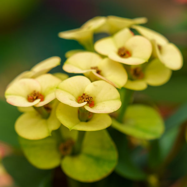 Crown of Thorns