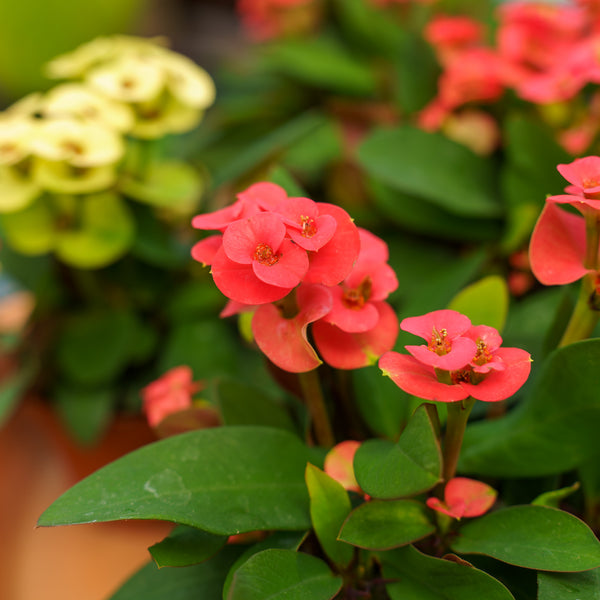 Assorted Crown of Thorns