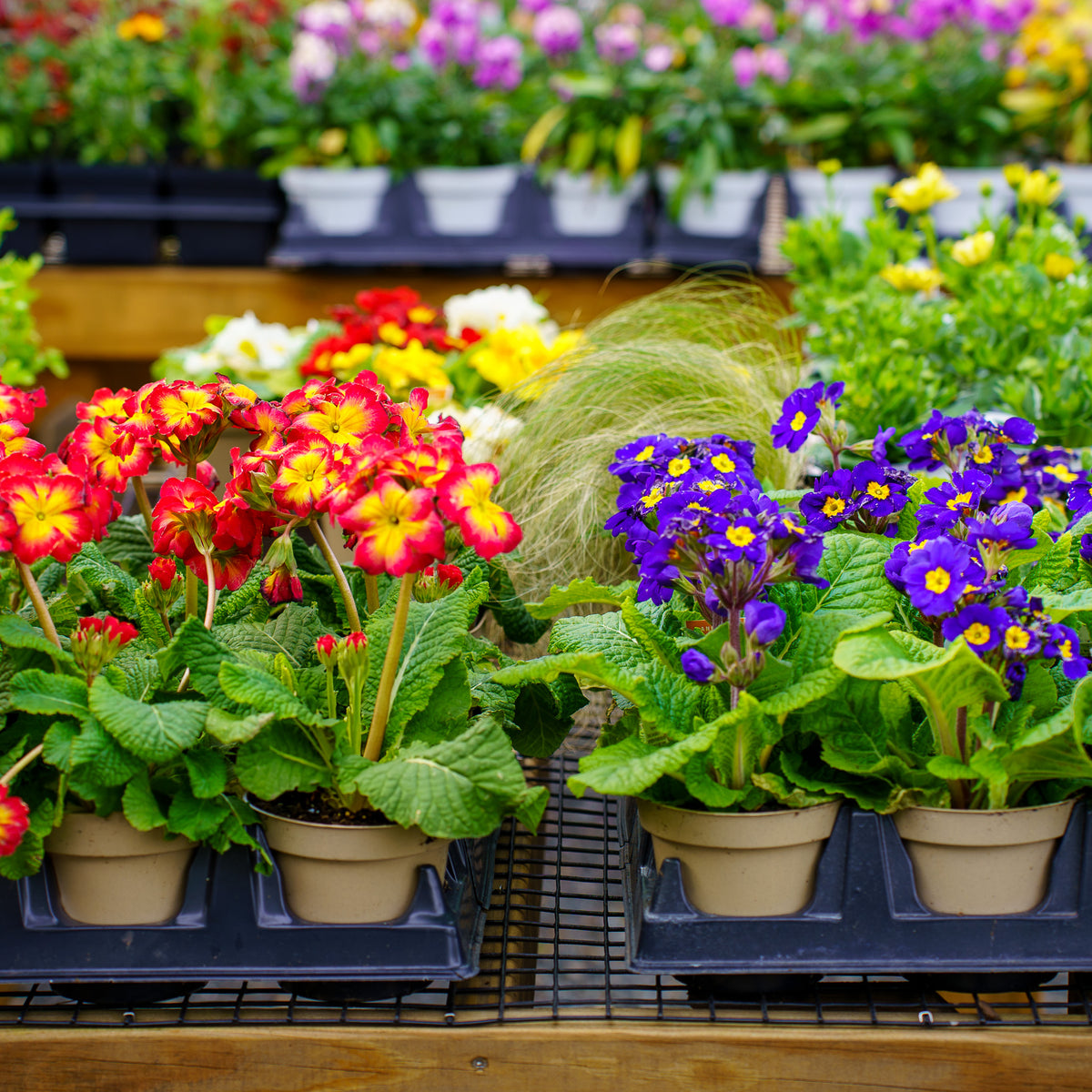 Common Primrose – Plant Detectives