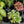 Load image into Gallery viewer, Assorted Foliage
