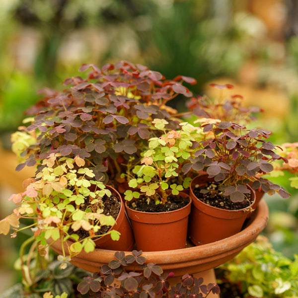 Assorted Foliage