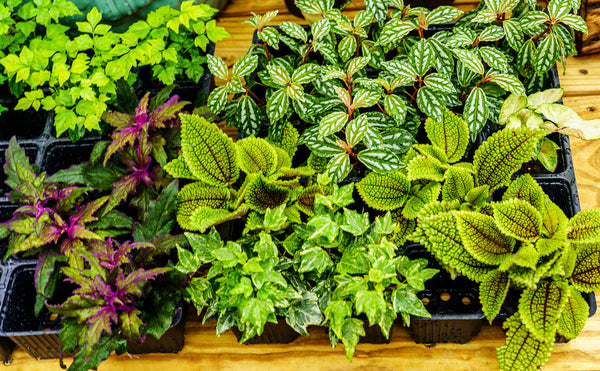 Assorted Foliage - Other Houseplants - Houseplants