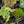 Load image into Gallery viewer, Assorted Foliage
