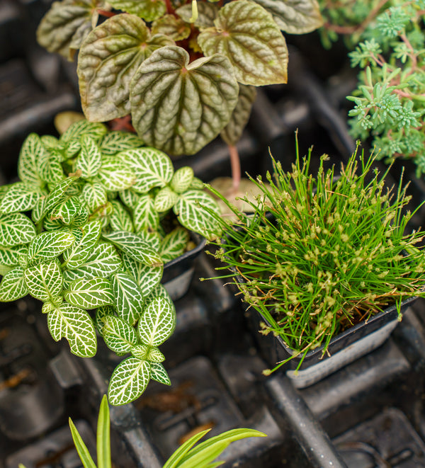 Assorted Foliage