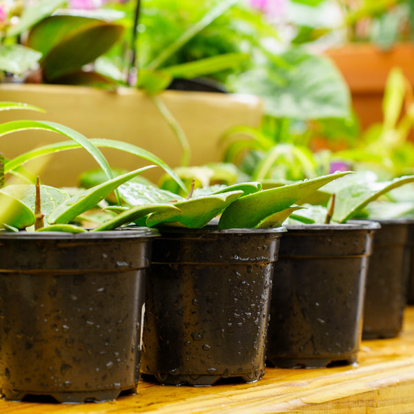 Assorted Hoya - Hoyas - Houseplants