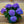 Load image into Gallery viewer, Assorted Hydrangea - Other Houseplants - Houseplants
