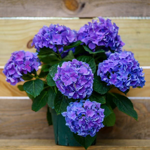 Assorted Hydrangea - Other Houseplants - Houseplants