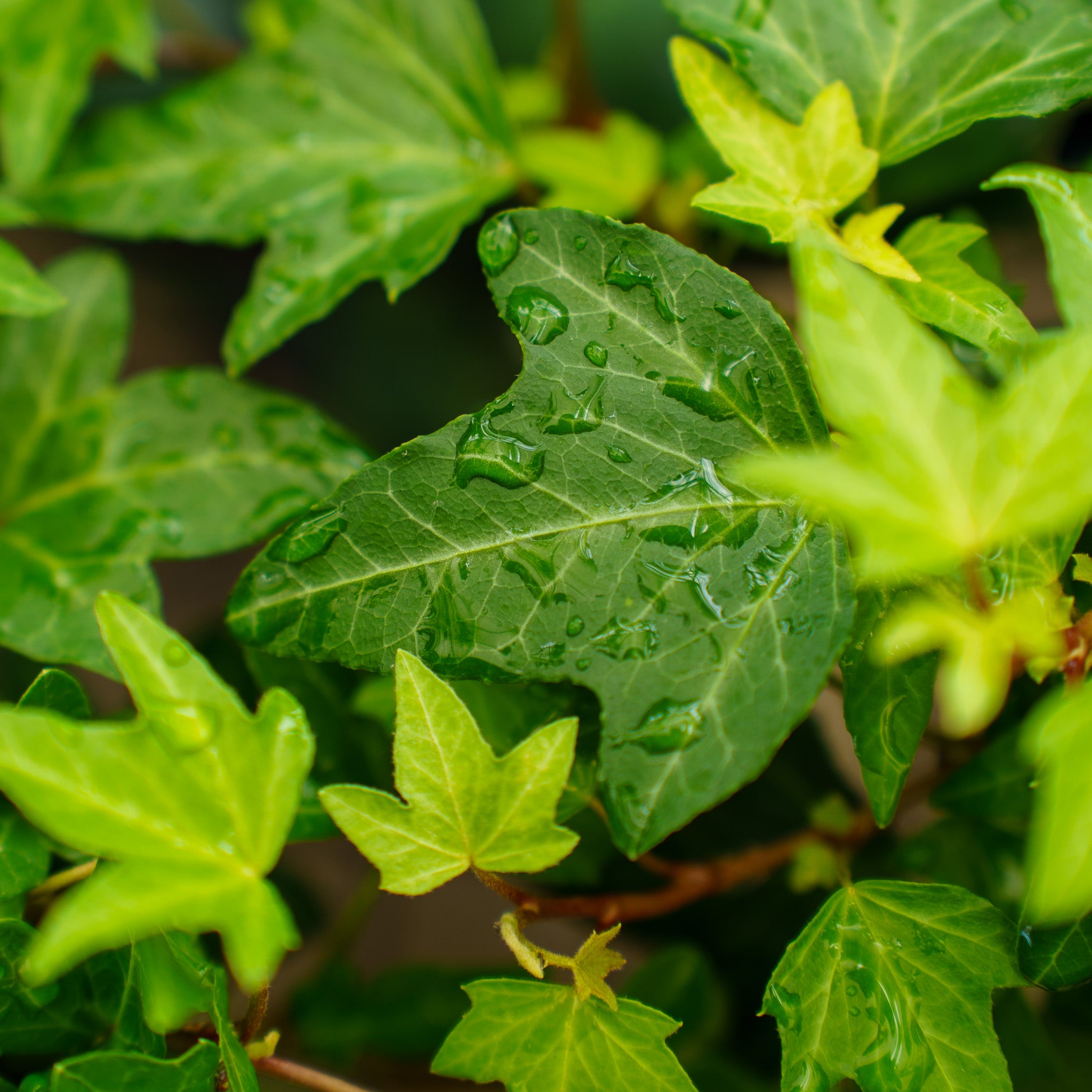 ivy garth seeds and plants Assorted Ivy – Plant Detectives