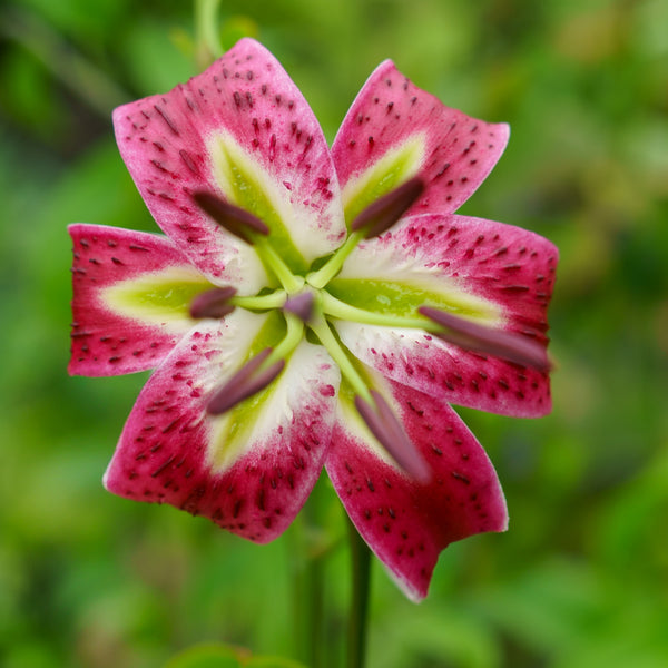 Assorted Lily