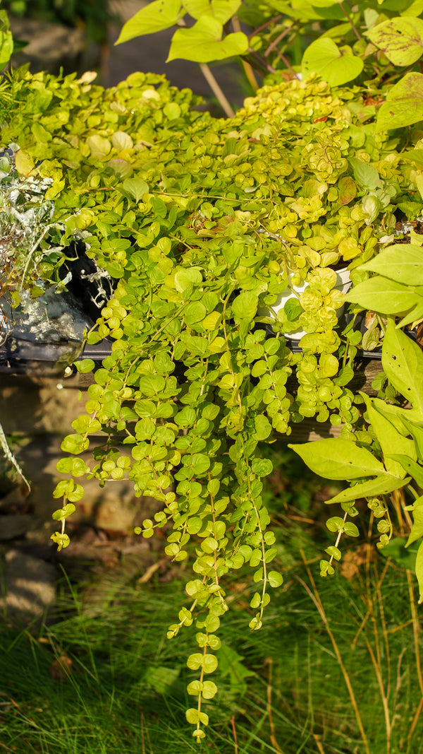 Assorted Lysimachia