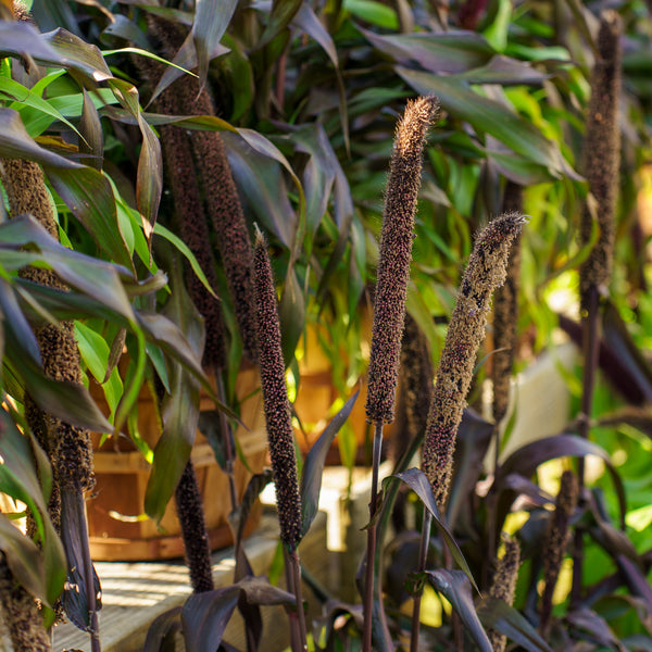 Assorted Millet