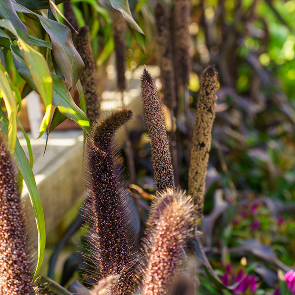 Assorted Millet