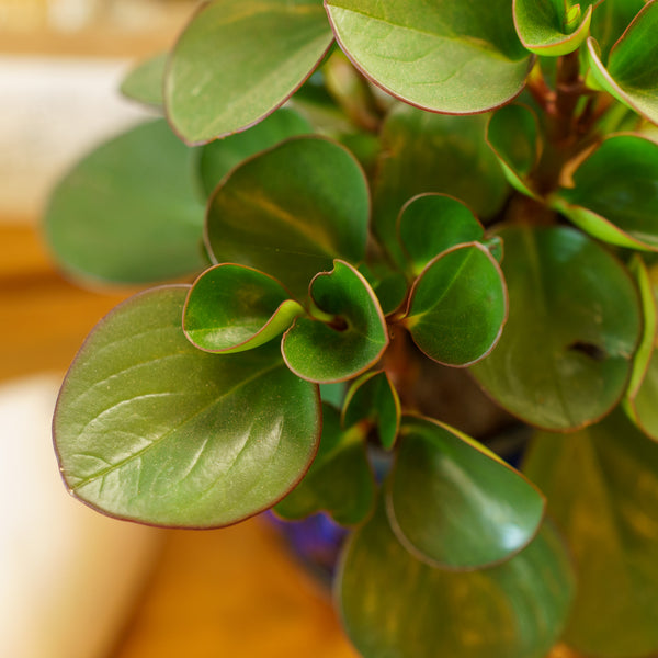 Assorted Peperomia