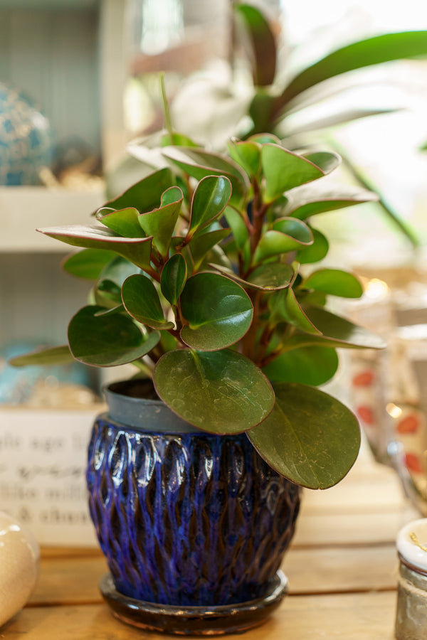 Assorted Peperomia