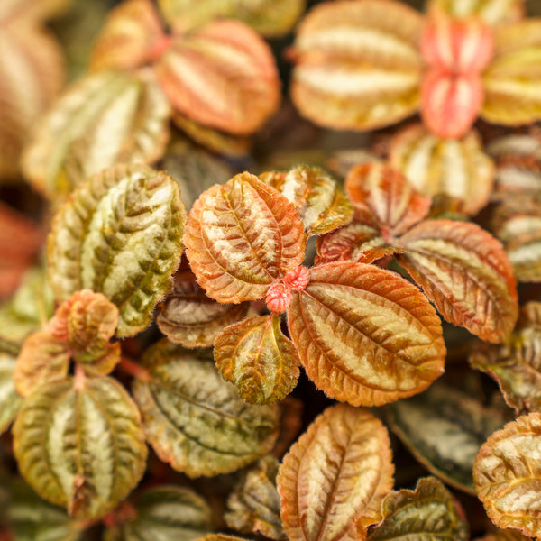 Assorted Pilea