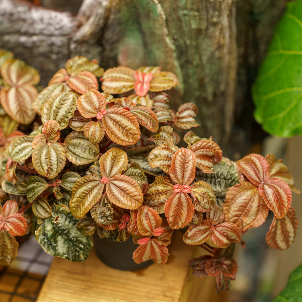 house plant pilea Assorted Pilea – Plant Detectives
