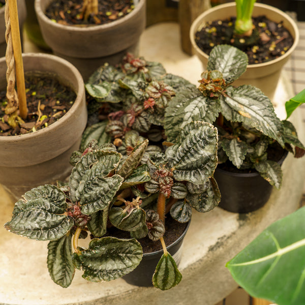 Assorted Pilea