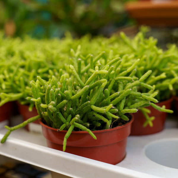 Assorted Mistletoe Cactus