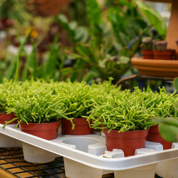 Assorted Mistletoe Cactus