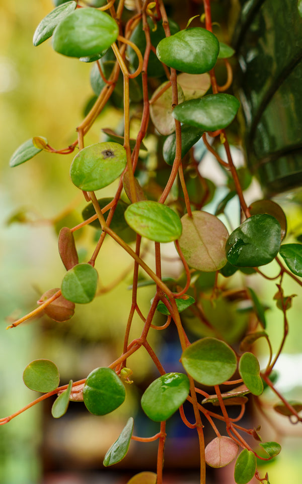 Assorted Strings Hanging Basket