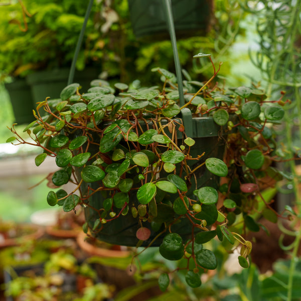 Assorted Strings Hanging Basket