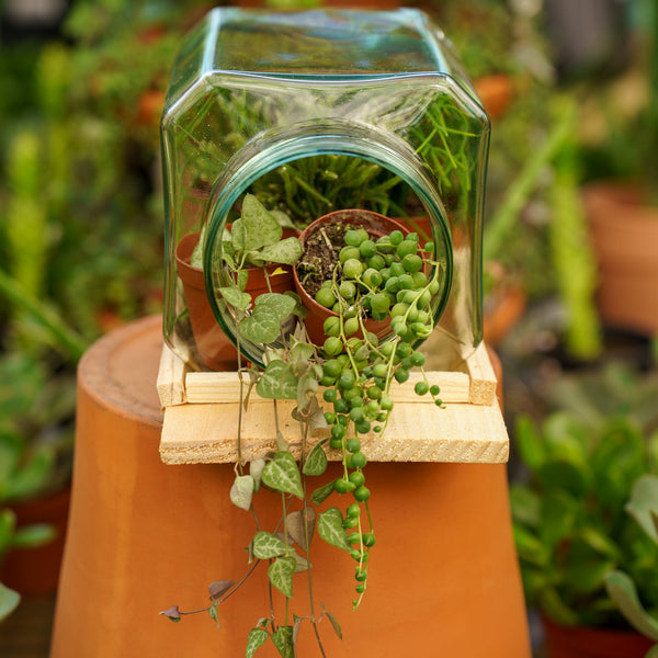 string to hang plants Assorted Strings – Plant Detectives