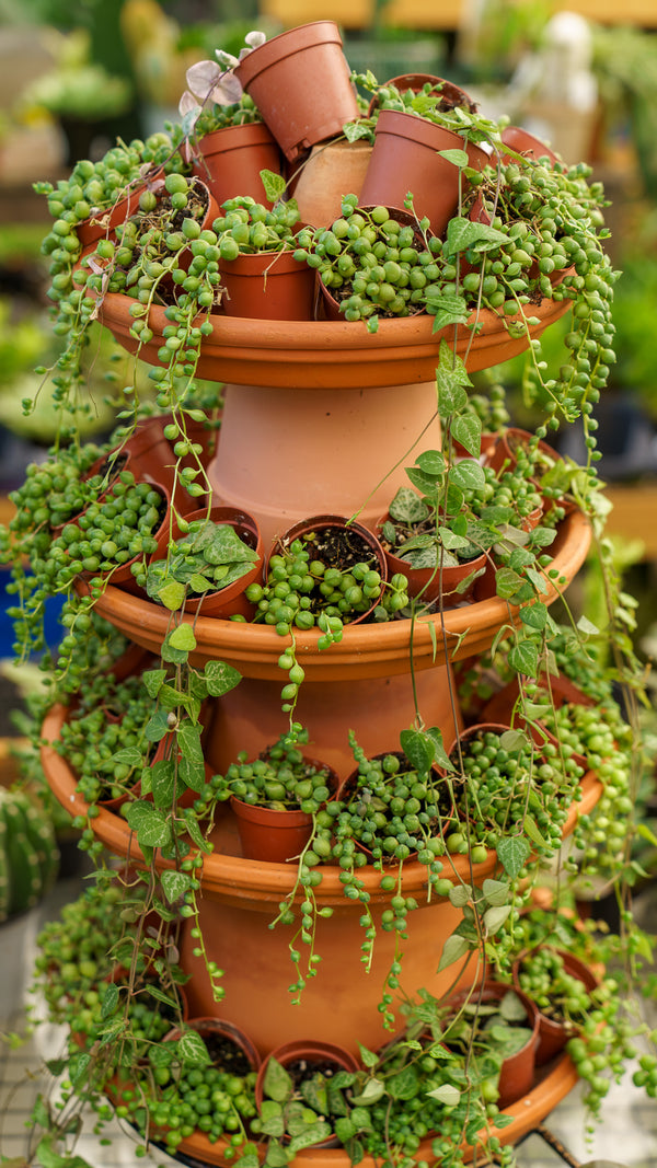 stringy succulent plants Assorted Strings – Plant Detectives