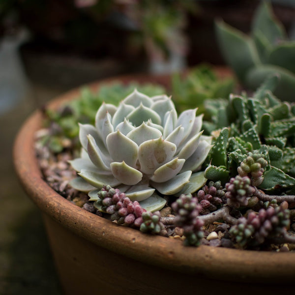 1" Assorted Succulents