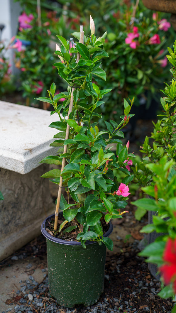 Assorted Sun Parasol Mandevilla
