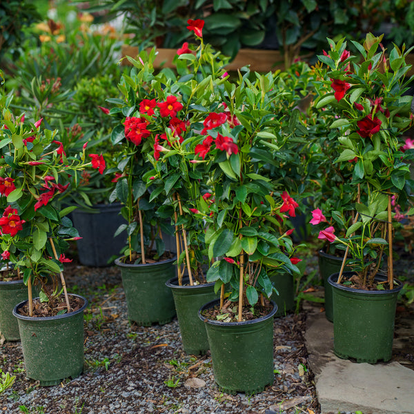 Assorted Sun Parasol Mandevilla