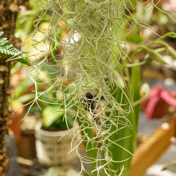 Assorted Usneoides