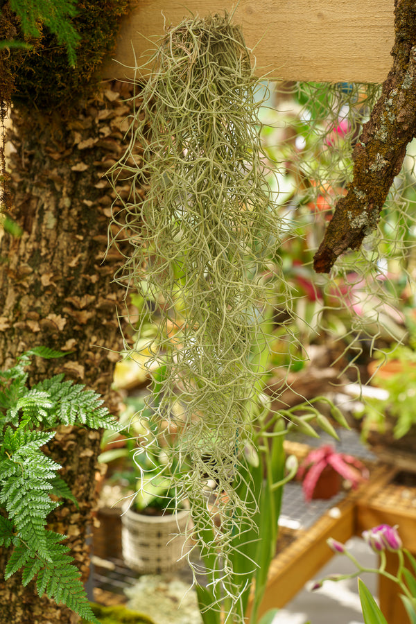 Assorted Usneoides