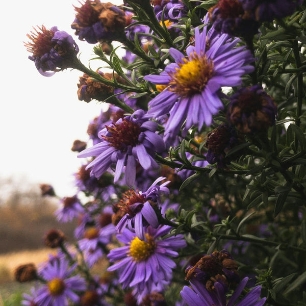 Aster