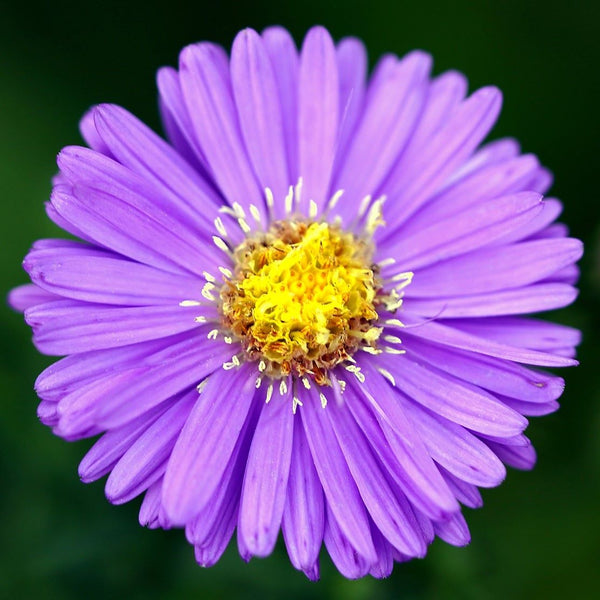 Aster