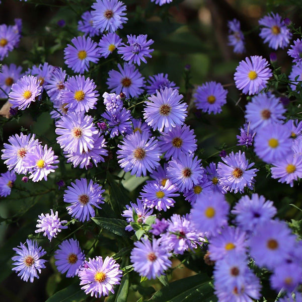 Aster