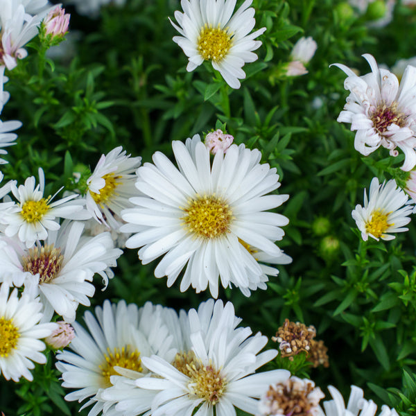 Aster