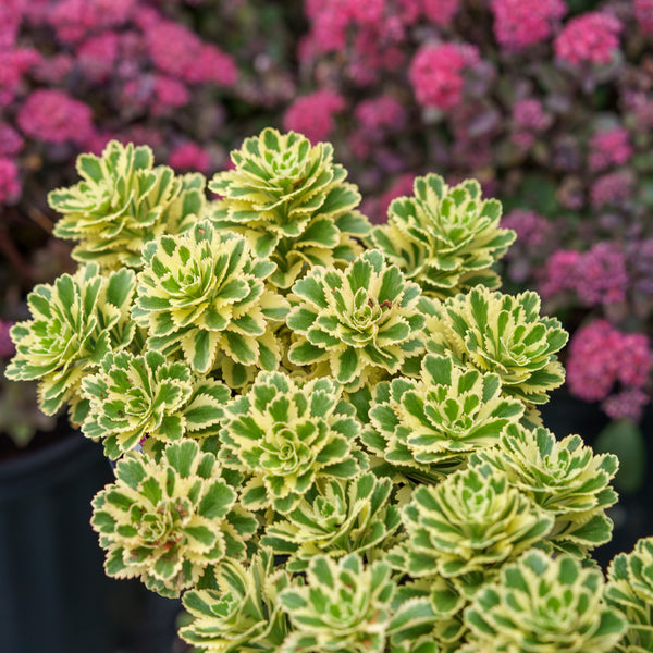 sedum atlantis succulent Atlantis Stonecrop – Plant Detectives