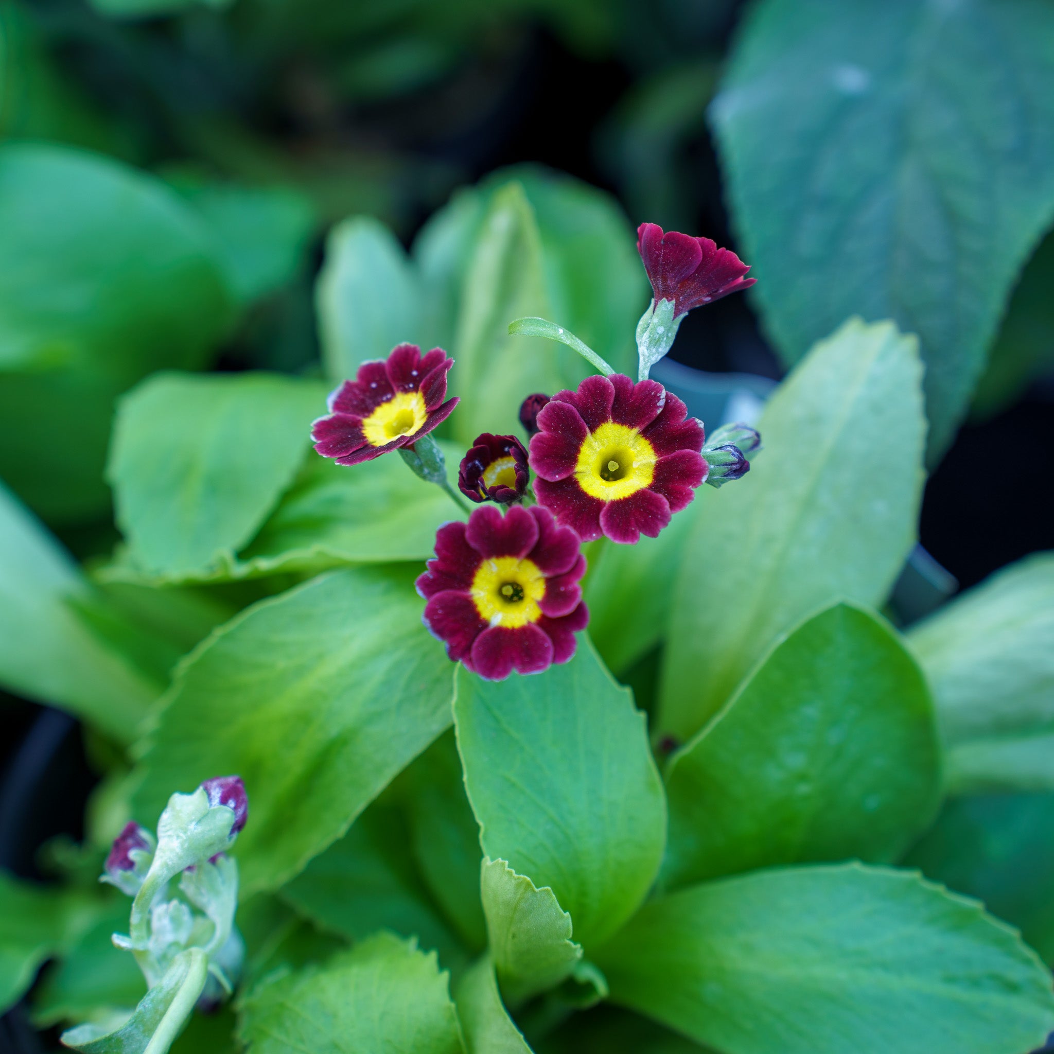 Garden Auricula Primrose – Plant Detectives