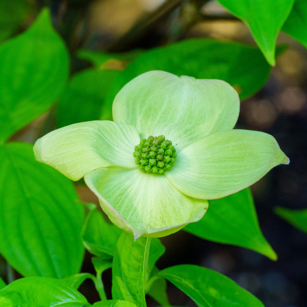 Aurora Dogwood - Dogwood Tree - Flowering Trees