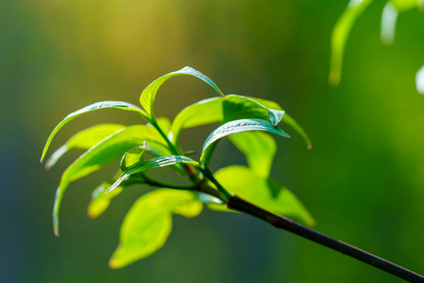 Aurora Dogwood - Dogwood Tree - Flowering Trees