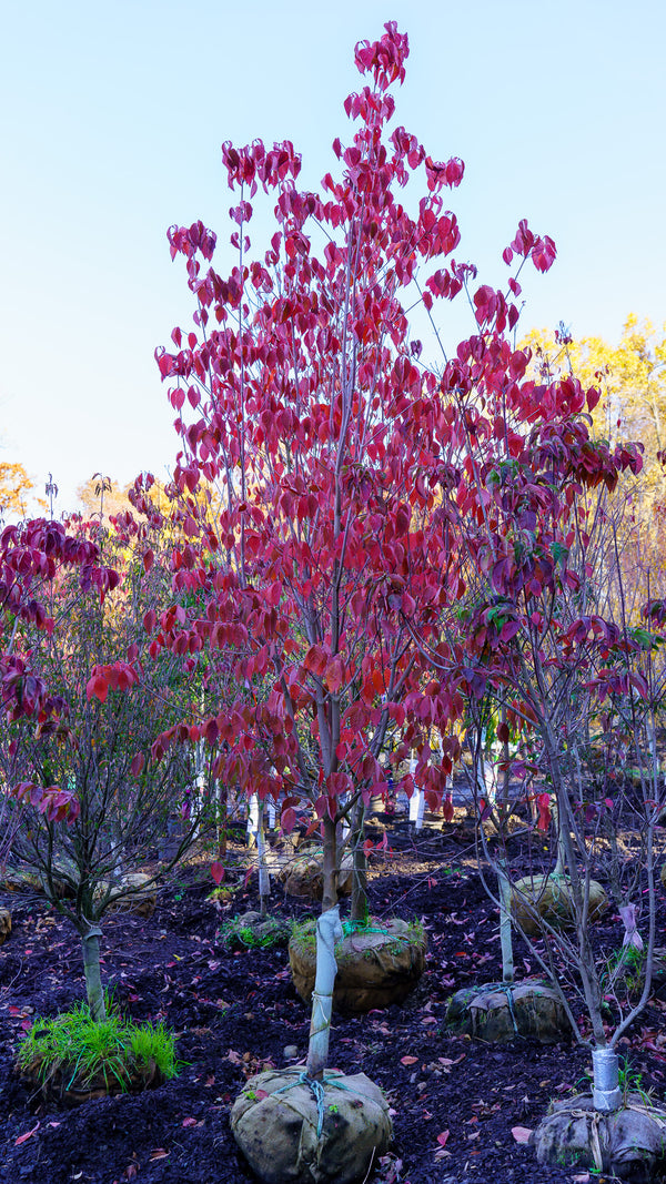 Aurora Dogwood