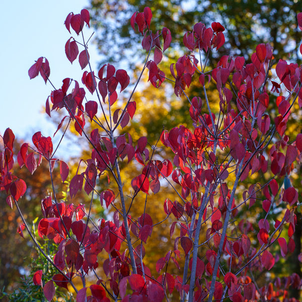 Aurora Dogwood