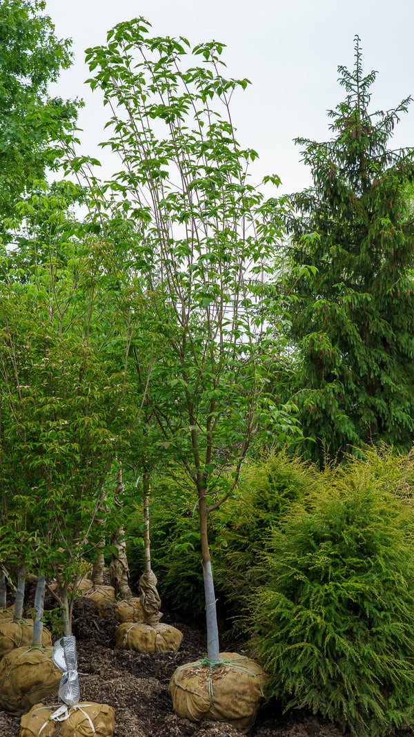 Aurora Dogwood
