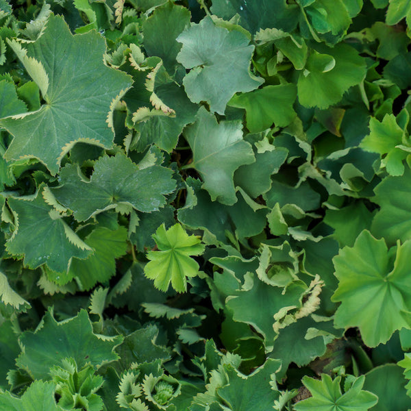 Auslese Lady's Mantle