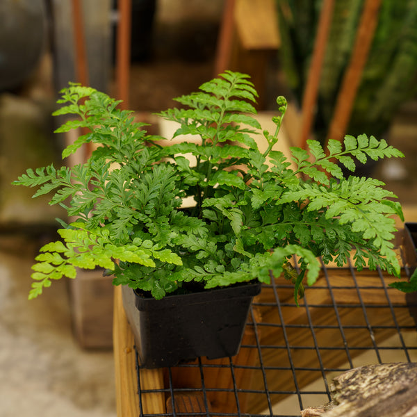 Austral Gem Bird's Nest Fern