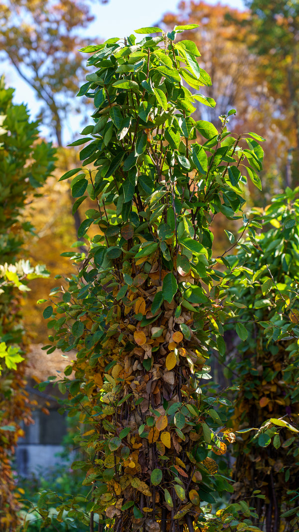 Autumn Brilliance Serviceberry