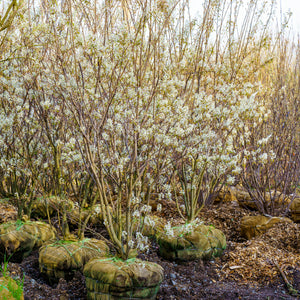 Autumn Brilliance Serviceberry - Amelanchier - Flowering Trees