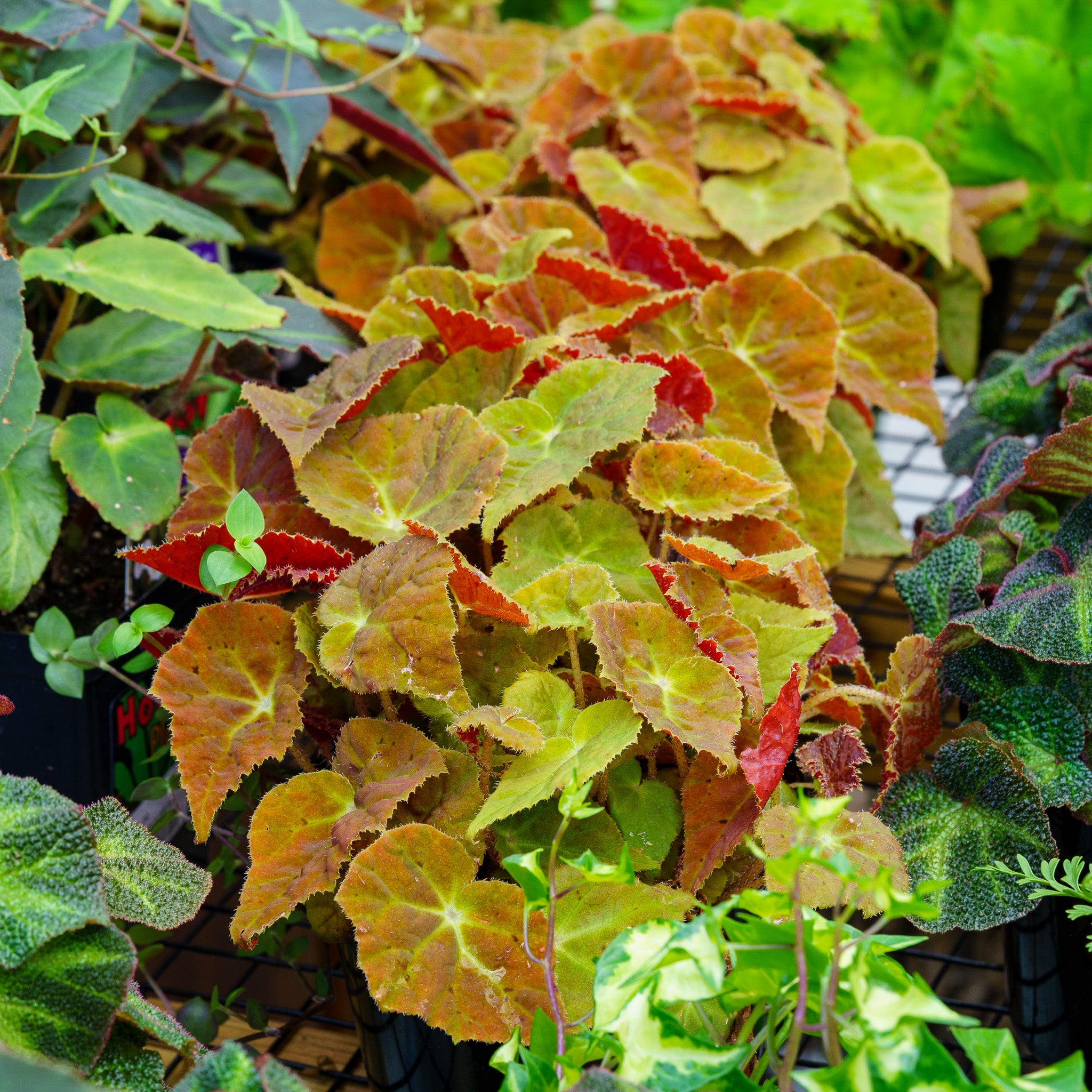 peculiarman　Begonia 5点同梱発送 peculiarman Begonia 5点同梱発送 Begonia sp. f1 from Sumatera